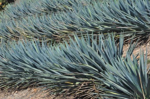 Plantação de agave na região da cidade de Tequila, no México
